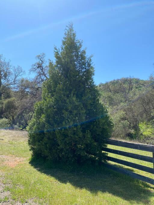 Waxberry Getaway Sequoia/Kings Canyon National Pks Скуо Вали Екстериор снимка