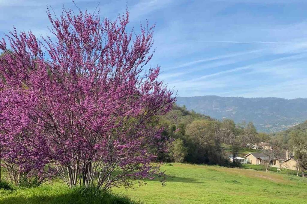 Waxberry Getaway Sequoia/Kings Canyon National Pks Скуо Вали Екстериор снимка