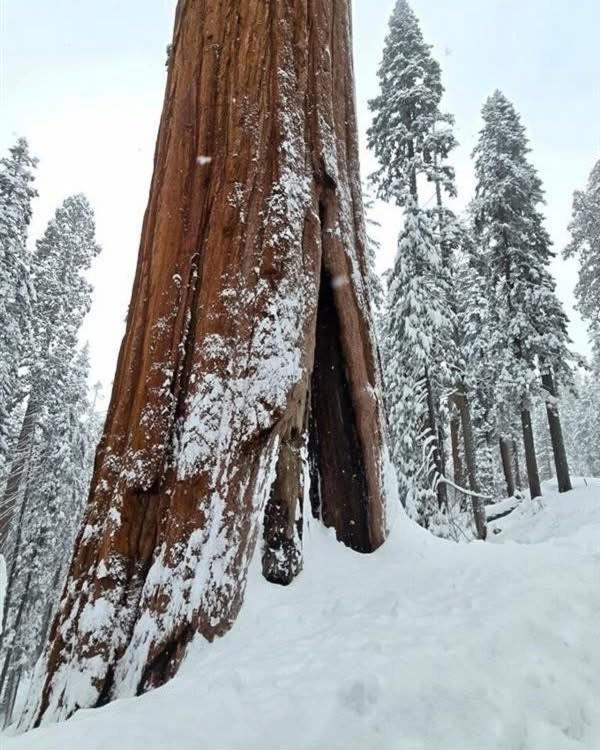 Waxberry Getaway Sequoia/Kings Canyon National Pks Скуо Вали Екстериор снимка